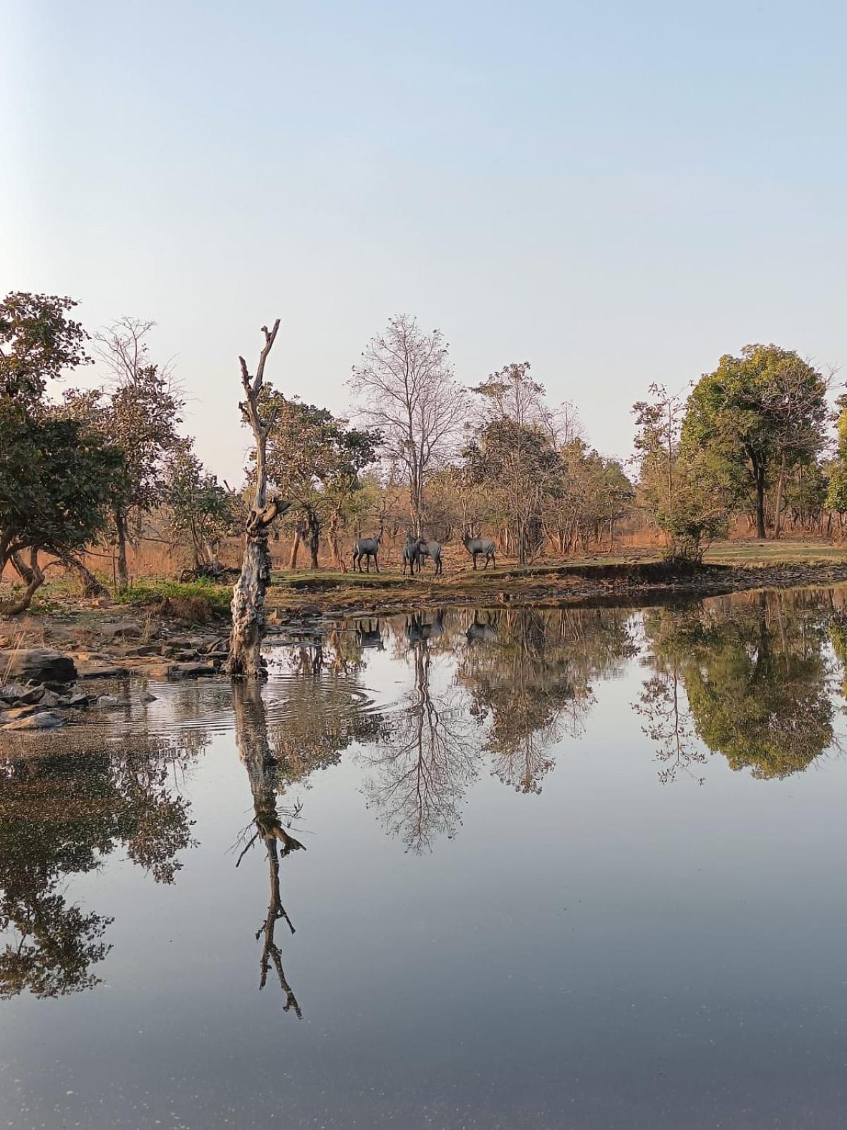 Gandhisagar Forest Retreat Hotel Gurla Bagian luar foto